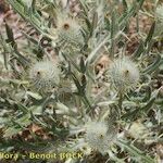 Cirsium echinatum 形態