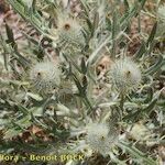 Cirsium echinatum 整株植物