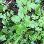 Adoxa moschatellina 葉