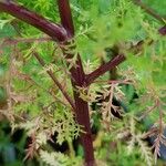 Artemisia annua Bark