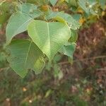 Triadica sebifera Feuille