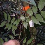 Inga gracilifolia Folla