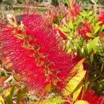 Callistemon citrinusVirág