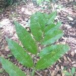 Talisia guianensis Leaf