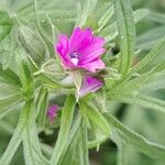 Geranium dissectum फूल