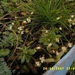 Erophila verna 花