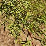 Juniperus phoenicea葉