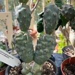 Tephrocactus articulatus Hostoa