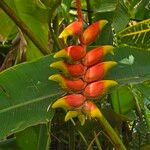 Heliconia rostrataFlower