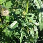 Hibiscus cannabinus List