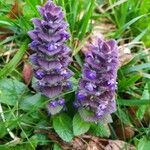 Ajuga pyramidalis Цветок