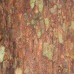 Pouteria brachyandra Kabuk