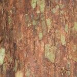 Pouteria brachyandra Bark