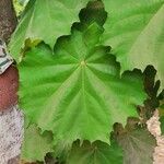 Pterospermum acerifolium Blatt