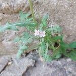 Epilobium parviflorumപുഷ്പം