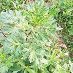 Artemisia vulgaris Blatt