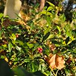 Sarcococca confusa Habitus