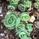 Sedum spurium 叶