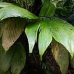 Asplundia insignis Hoja