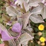 Vitex trifolia Leaf