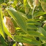 Carpinus japonica പുഷ്പം