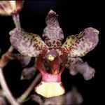 Cyrtopodium parviflorum Flower