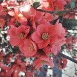 Chaenomeles japonica फूल