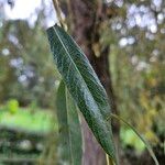 Salix × pendulina Fuelha