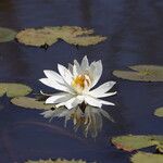 Nymphaea lotus Blüte