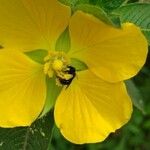 Ludwigia peruviana Flower