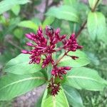 Fuchsia paniculata Flor