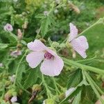 Althaea officinalisÇiçek