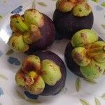 Garcinia mangostana 果實