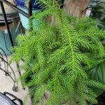 Cryptomeria japonica Агульны выгляд