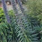Echium callithyrsum Flower