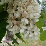 Robinia pseudoacaciaΛουλούδι