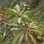 Neoguillauminia cleopatra Fruchs