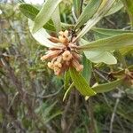 Pittosporum deplanchei Bloem