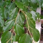 Hovenia acerba Leaf