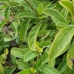 Barleria eranthemoides Leaf