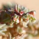 Euphorbia granulata Цвят