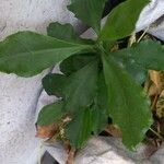 Leuenbergeria bleo Flower