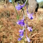 Delphinium gracile Квітка