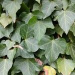Hedera colchica Leaf