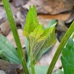 Rudbeckia laciniata Muu