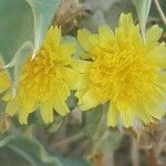 Sonchus tenerrimusЦвят