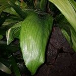 Aspidistra lurida List