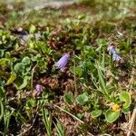 Soldanella pusilla Virág