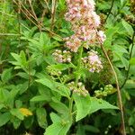 Spiraea salicifolia Blomma