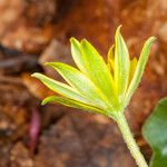 Gagea bohemica Ekosanga